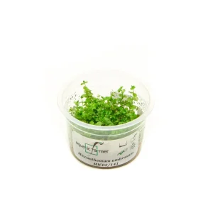 Micranthemum Umbrosum Aquatic Farmer Tissue Culture