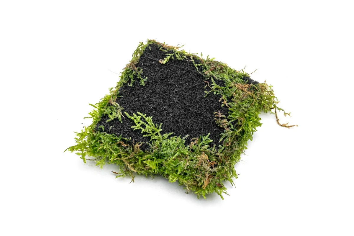 Christmas Moss on Foresta Mat - Image 2