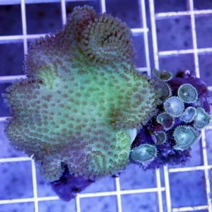 Green Toadstool Mushroom Leather Coral 2.25" WYSIWYG