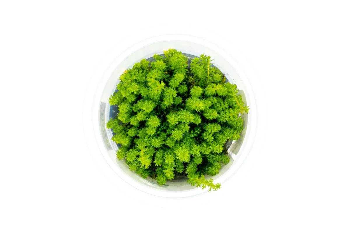 Myriophyllum Guyana Aquatic Farmer Tissue Culture - Image 2