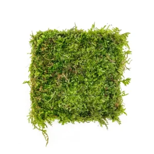 Christmas Moss on Foresta Mat