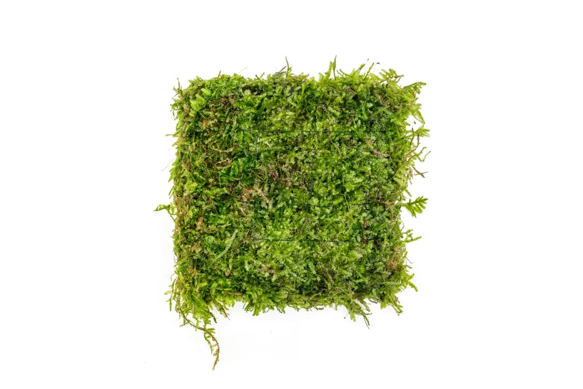 Christmas Moss on Foresta Mat