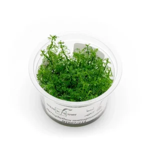 Myriophyllum Mattogrossense Aquatic Farmer Tissue Culture