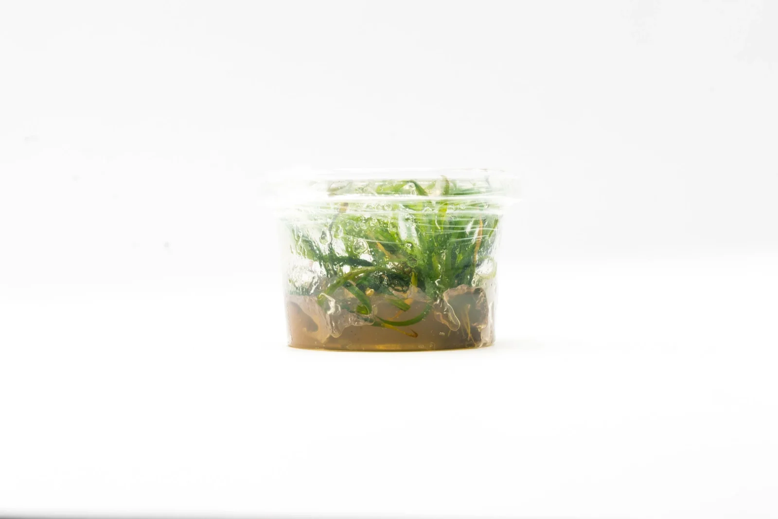 Helanthium Vesuvius Aquatic Farmer Tissue Culture - Image 2