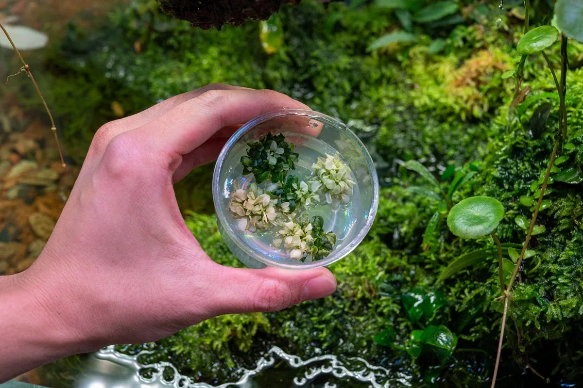 Bucephalandra sp. White UNS Tissue Culture - Image 2