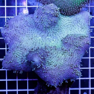 Green Toadstool Mushroom Leather Coral 3.5" WYSIWYG