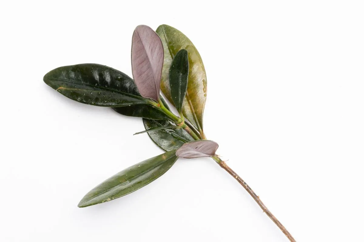 Ardisia Black Type 2 - Image 2