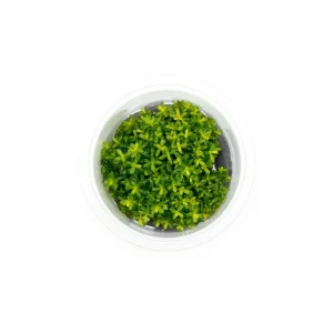 Rotala Macrandra Yellow Aquatic Farmer Tissue Culture