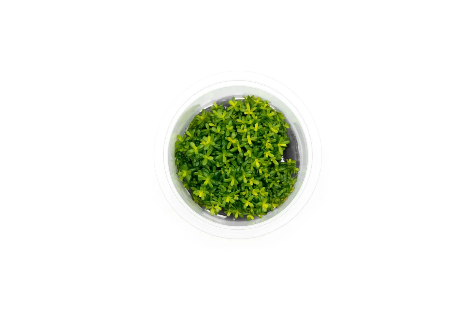 Rotala Macrandra Yellow Aquatic Farmer Tissue Culture