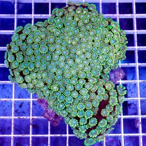 Alveopora Coral 4" WYSIWYG
