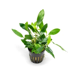 Homalomena Sp. Sekadau South