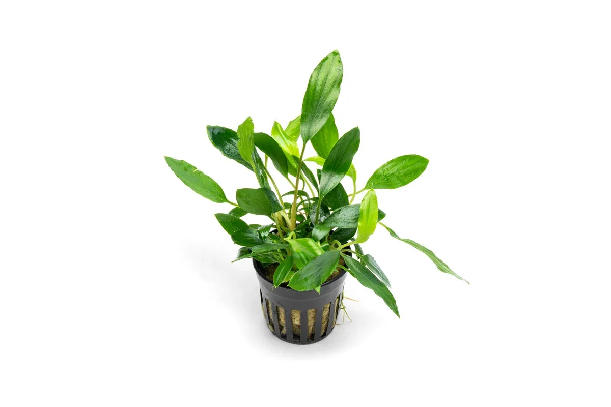 Homalomena Sp. Sekadau South
