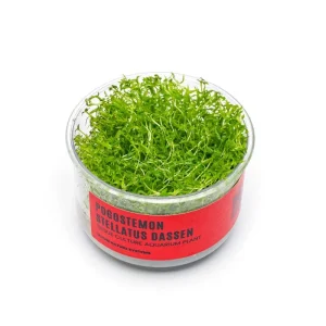 Pogostemon Stellatus Dassen Tissue Culture