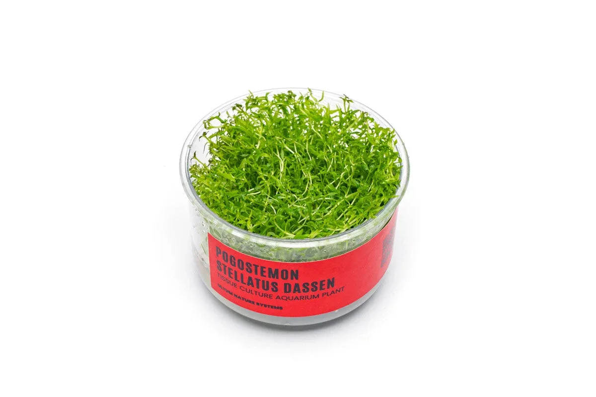 Pogostemon Stellatus Dassen Tissue Culture
