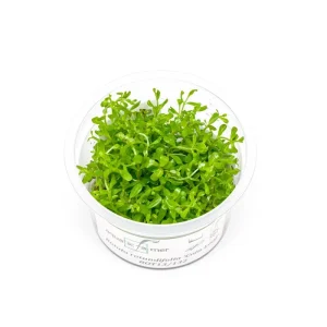 Rotala Coin Leaf Aquatic Farmer Tissue Culture
