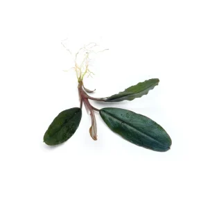 Bucephalandra Shine Blue