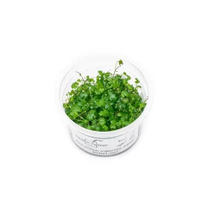 Hydrocotyle Tripartita Aquatic Farmer Tissue Culture