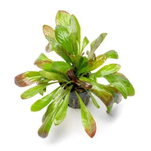 Samolus Parviflorus Red