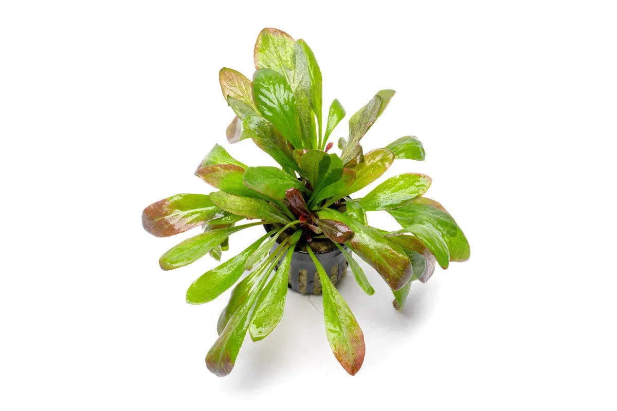 Samolus Parviflorus Red