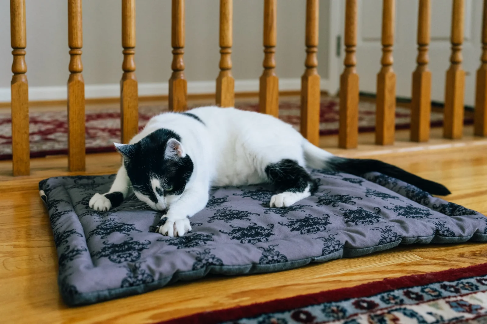 Feline Frenzy Cat Nap Pad - Image 2
