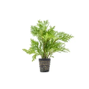 Selaginella Moellendorffii