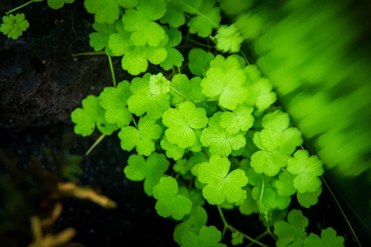 Hydrocotyle Tripartita UNS Tissue Culture - Image 2