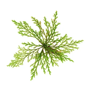 Selaginella Pulvinata