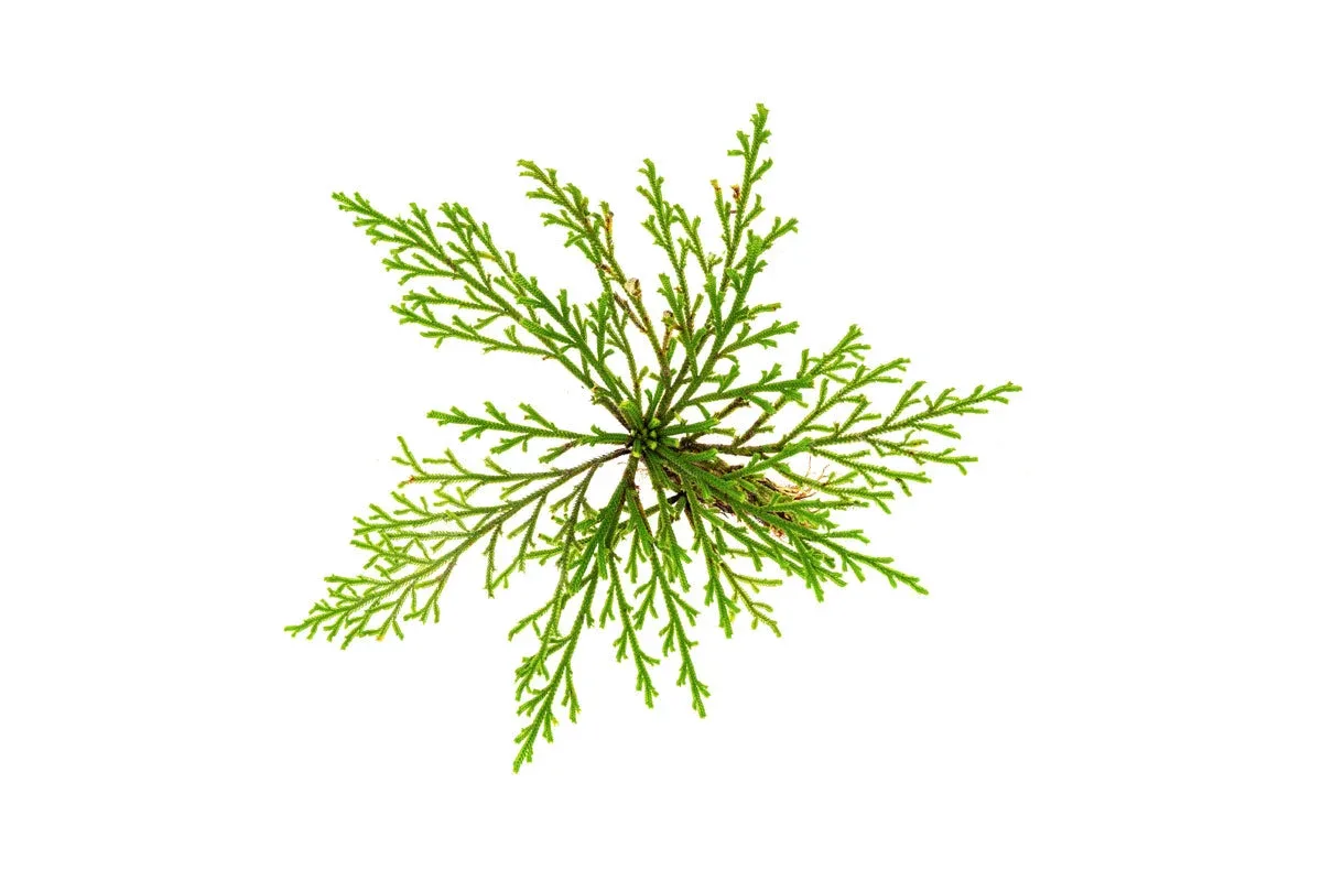 Selaginella Pulvinata