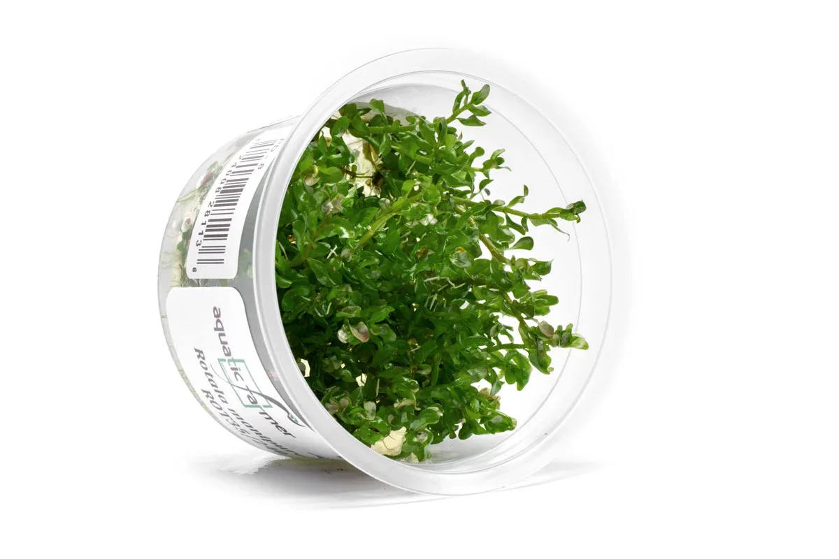 Rotala Rotundifolia Manipurensis Aquatic Farmer Tissue Culture - Image 2