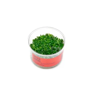 Rotala (Ammania) Bonsai UNS Tissue Culture