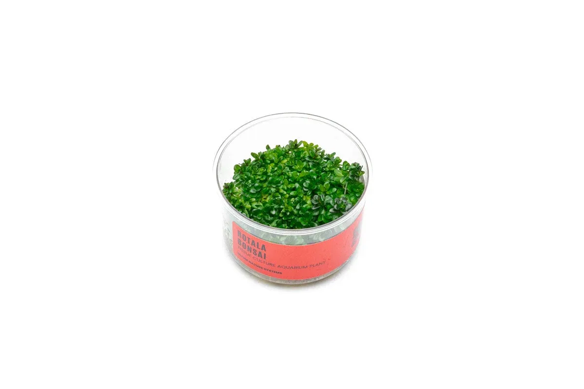 Rotala (Ammania) Bonsai UNS Tissue Culture