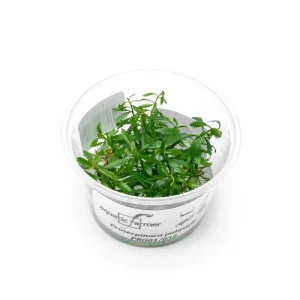 Proserpinaca Palustris Aquatic Farmer Tissue Culture
