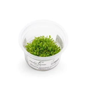 Drosera Spatulata 'Lovellae' Aquatic Farmer Tissue Culture