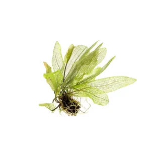 Aponogeton Madagascariensis / Madagascar Lace Bulb
