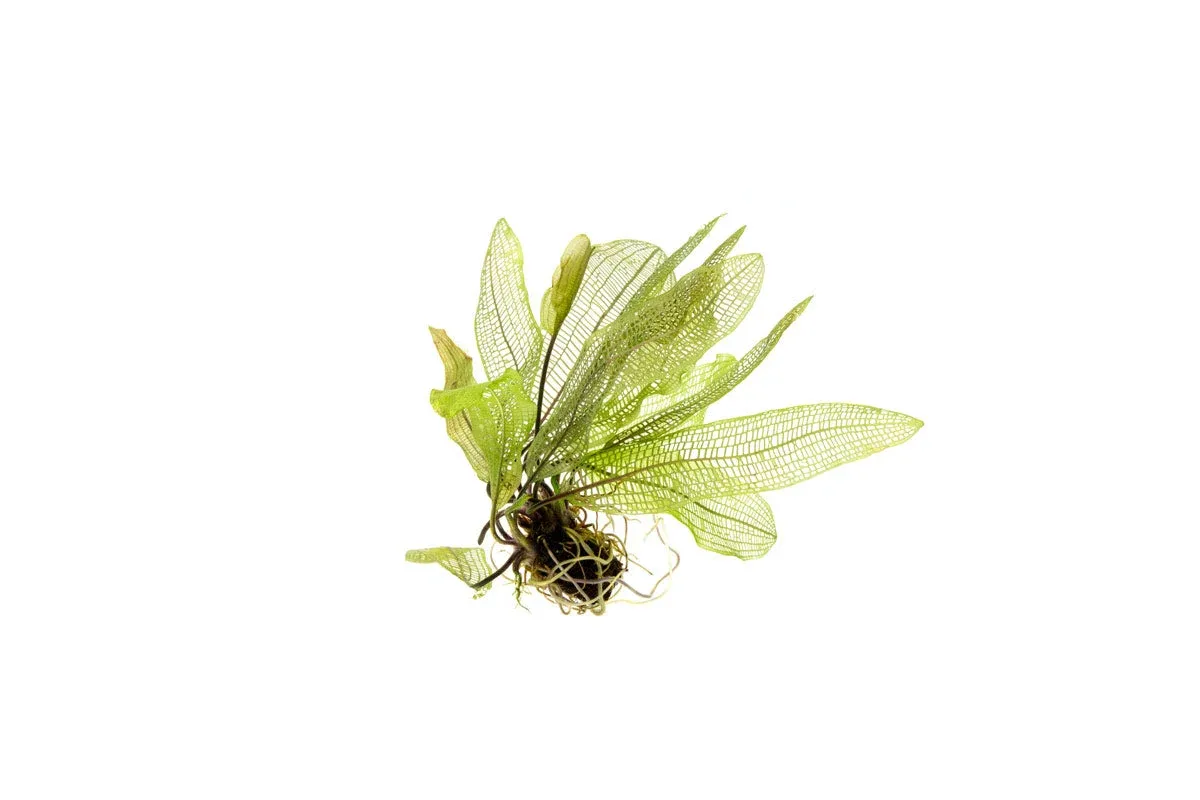 Aponogeton Madagascariensis / Madagascar Lace Bulb
