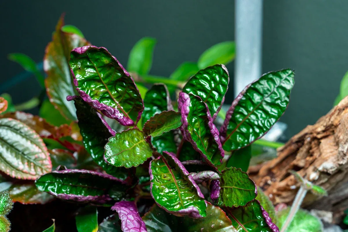 Hemigraphis Colorata / Purple Waffle - Image 2