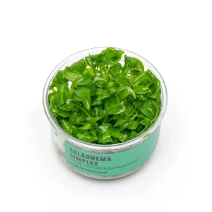Aglaonema Simplex UNS Tissue Culture