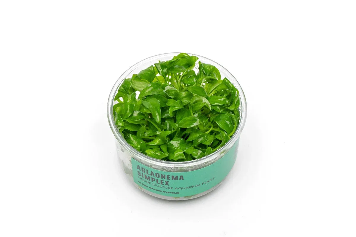 Aglaonema Simplex UNS Tissue Culture