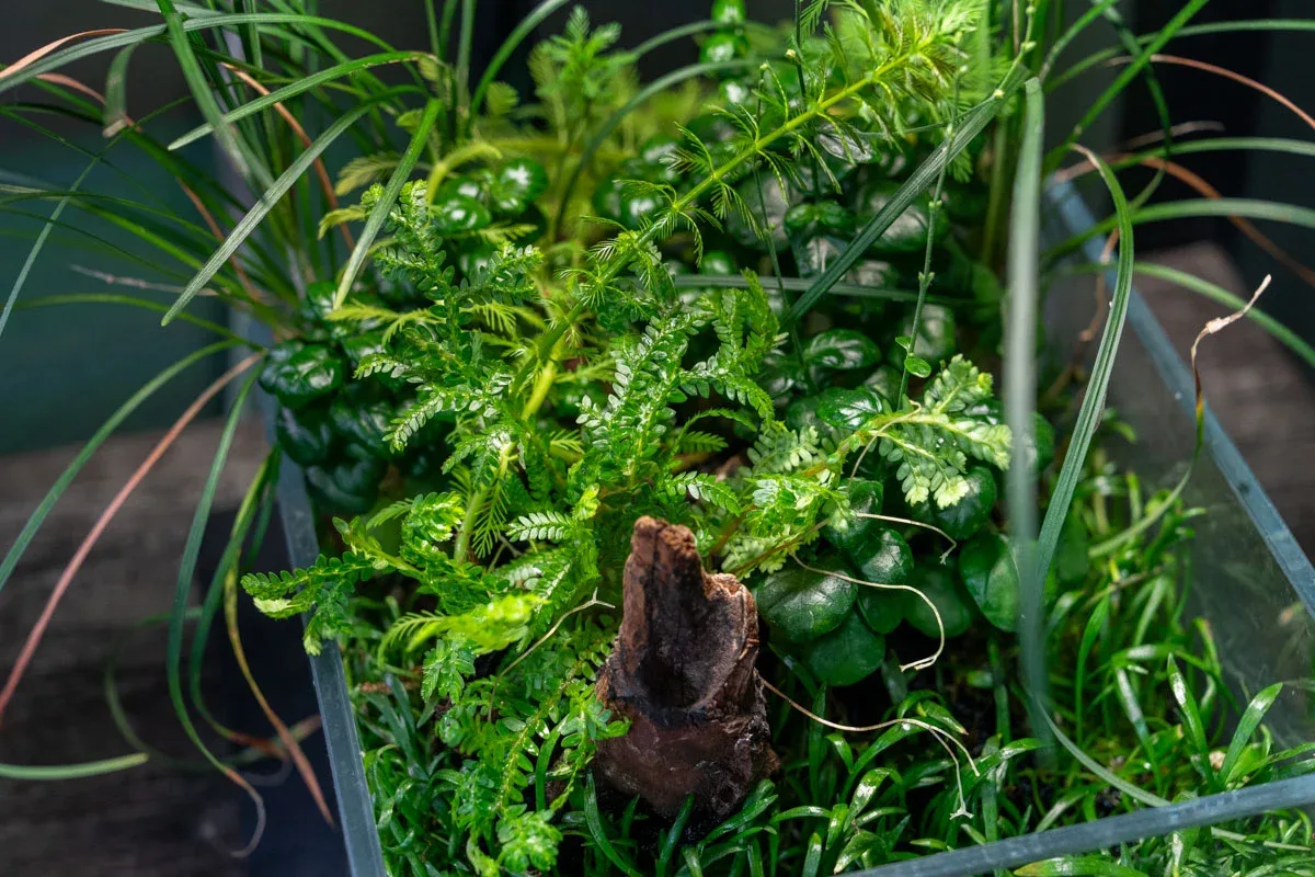 Selaginella Kraussiana Aurea - Image 2