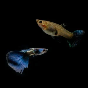 Green Metal Lace Guppies - Breeding Pair
