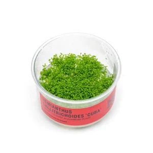 Hemianthus Callitrichoides 'Cuba' UNS Tissue Culture (Dwarf Baby Tears)