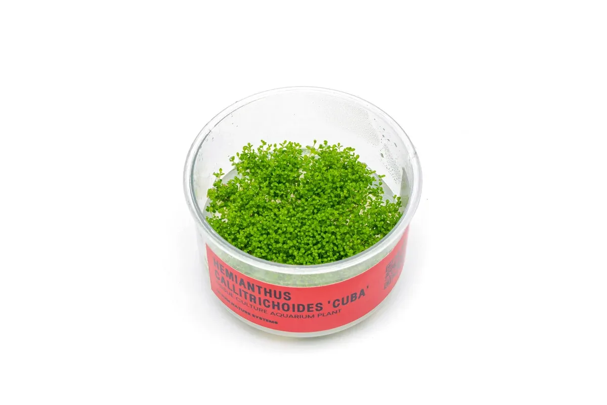 Hemianthus Callitrichoides 'Cuba' UNS Tissue Culture (Dwarf Baby Tears)