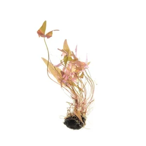 Nymphaea Stellata