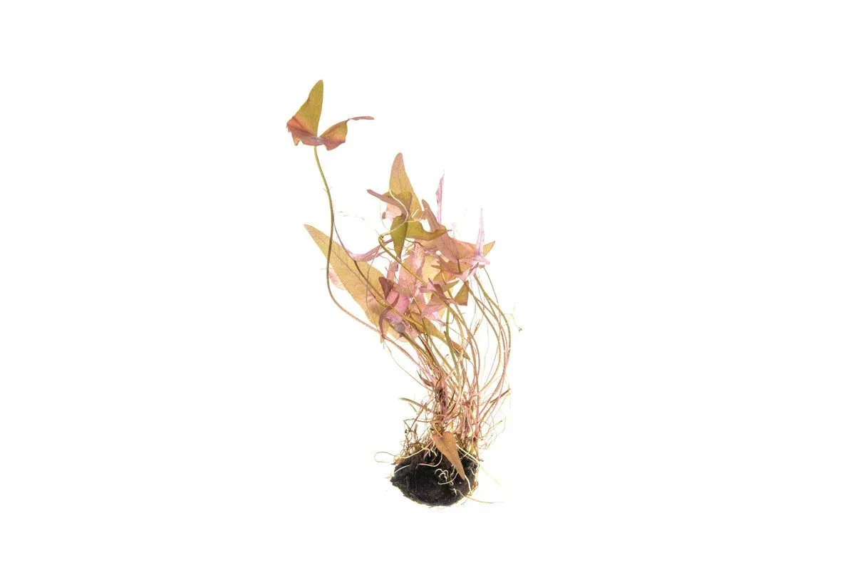 Nymphaea Stellata
