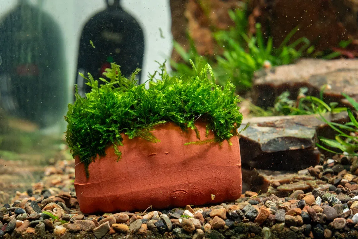Aquarium Moss on Clay Hut - Image 2