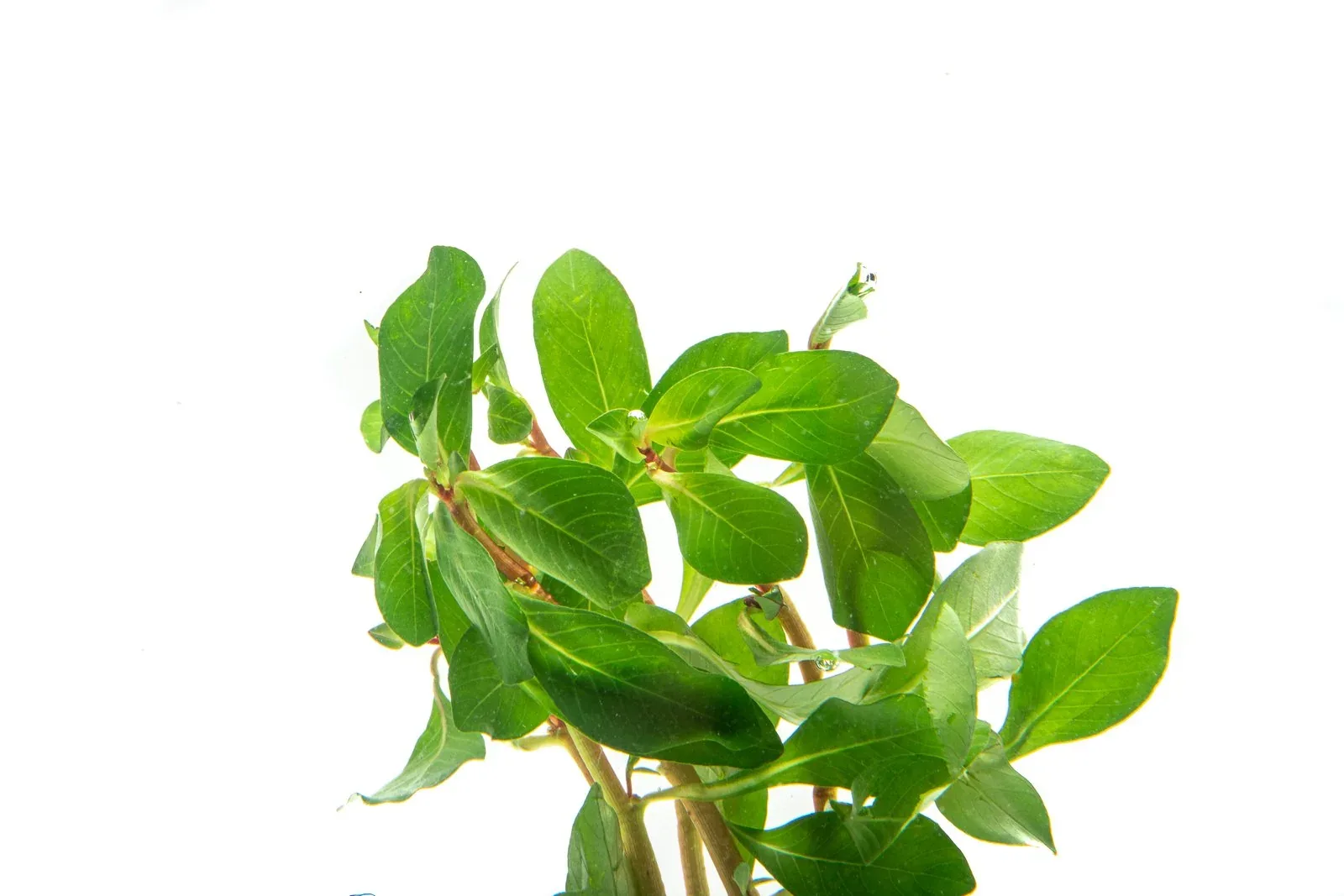 Ludwigia Marilia - Image 2