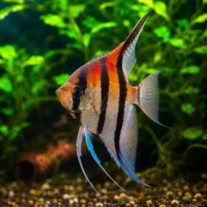 Altum Angelfish