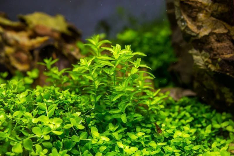 Hemianthus Micranthemoides (Pearl Weed) - Image 2