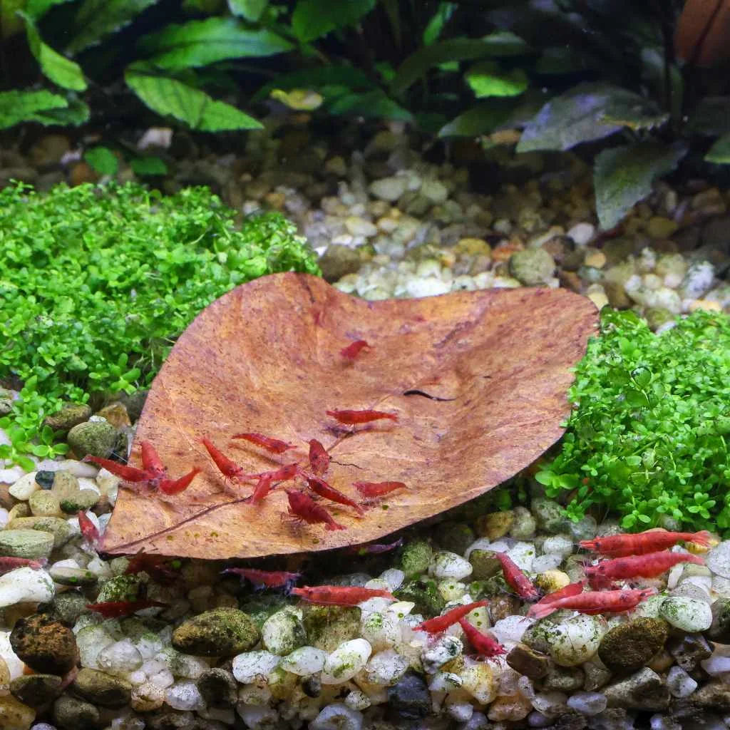 20 Catappa Leaves - Image 2