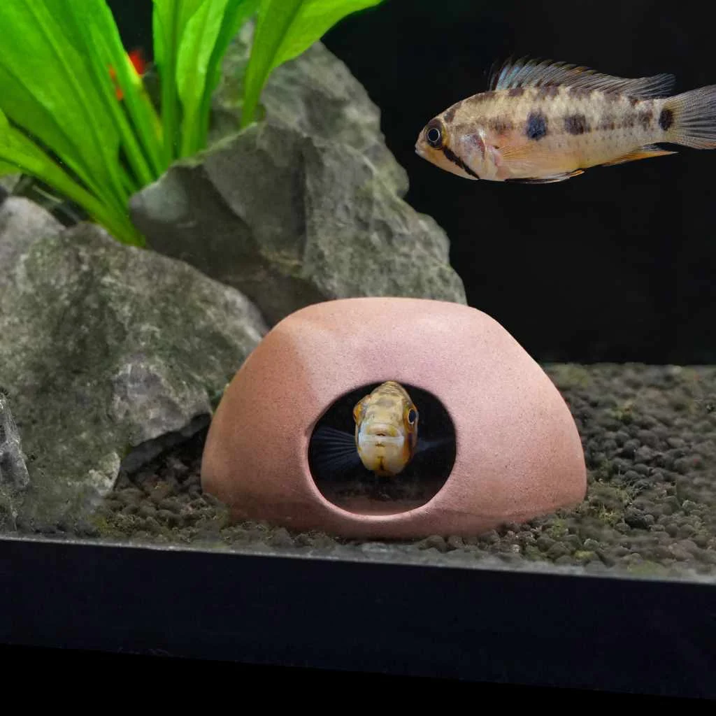 Scratch and Dent Aquarium Co-Op Apisto Cave - Image 2